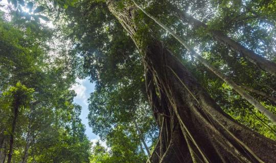 Forestazione urbana: 40 milioni di Euro per un milione di nuovi alberi e arbusti. Tutti i progetti PNRR ammessi al finanziamento