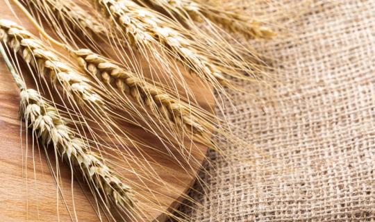 GENZANO 16-17-18 settembre | 35ª Festa del pane casereccio e di S. Tommaso da Villanova