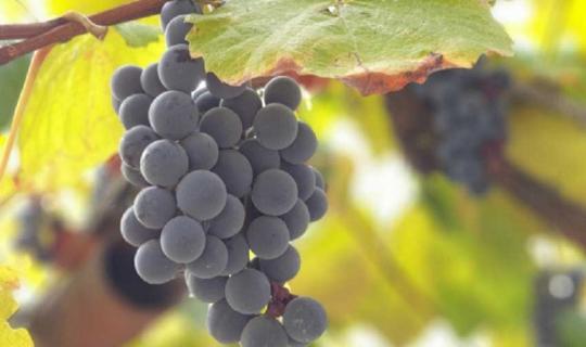 LANUVIO 9-10 settembre: 41ª Festa dell'uva e del vino